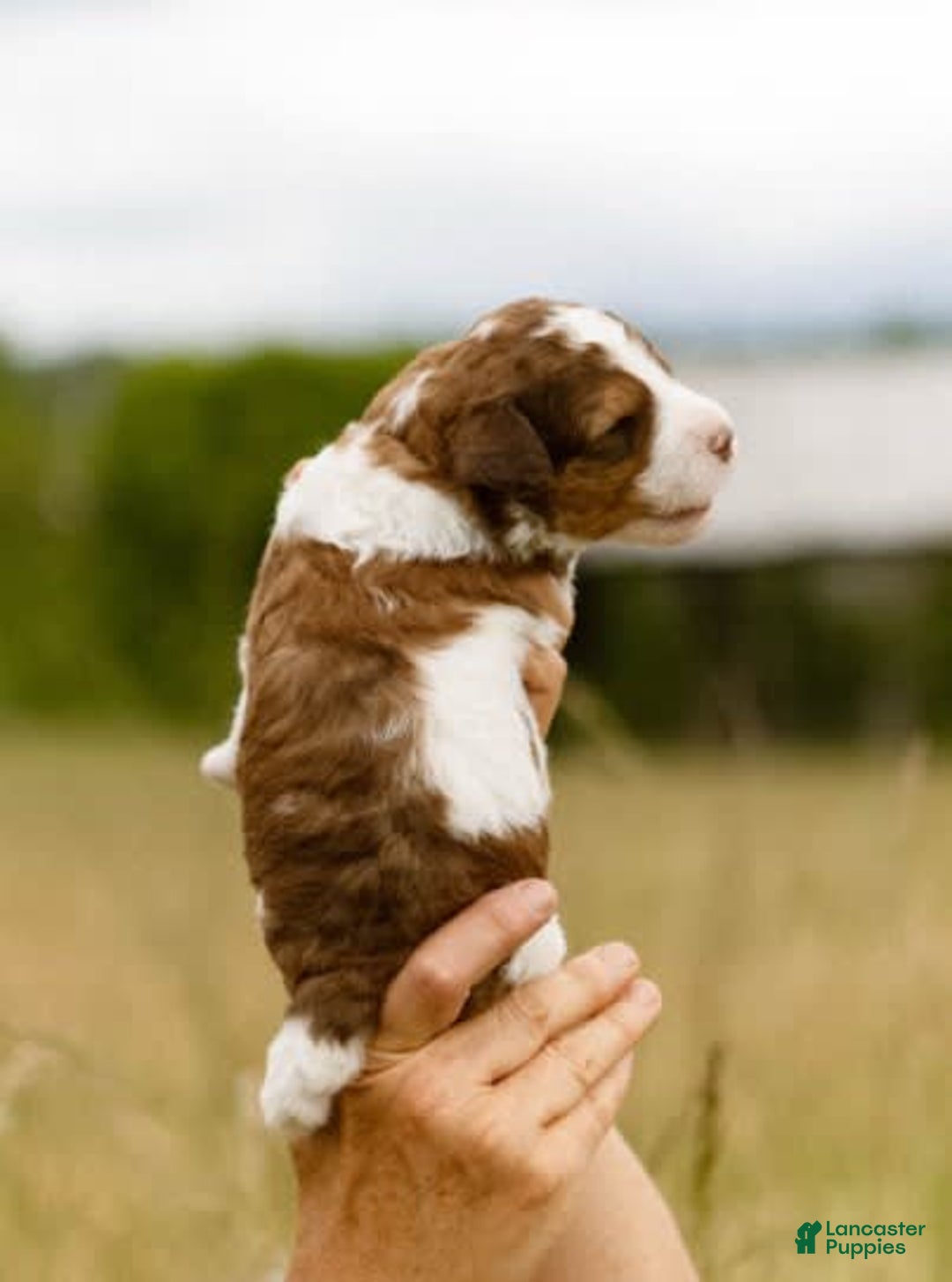 Bernedoodle dogs for sale: June - Image 2
