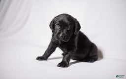Goldador dogs for sale: Orange - Image 8
