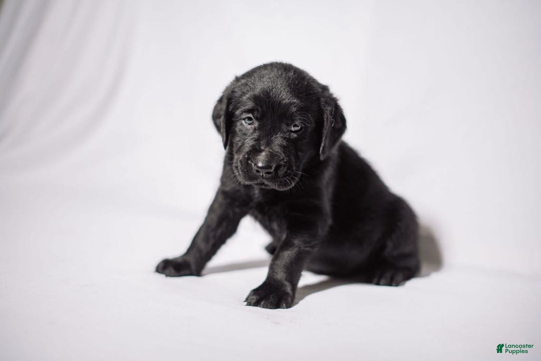 Goldador dogs for sale: Orange - Image 8