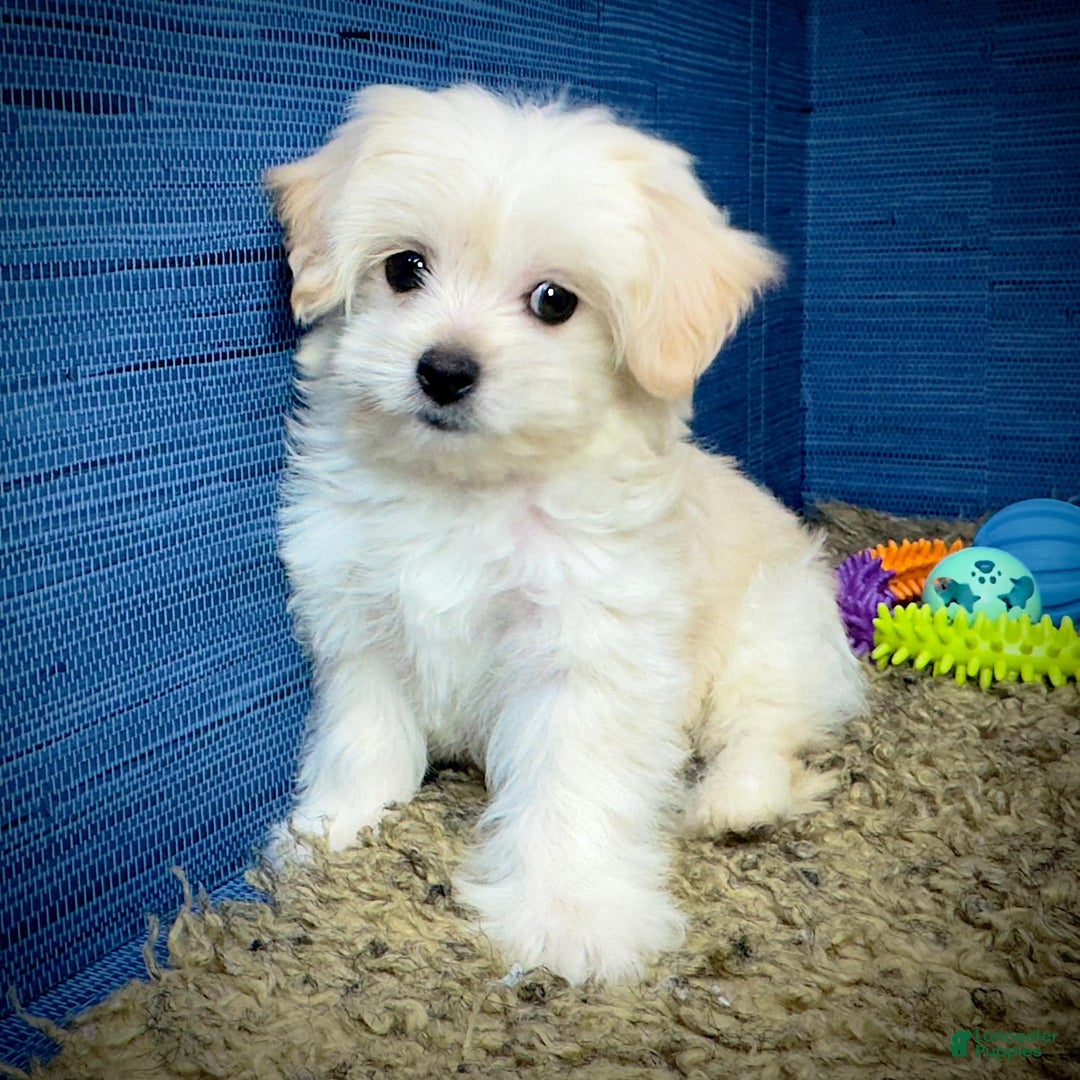 Shihpoo dogs for sale: Cedric - Image 18