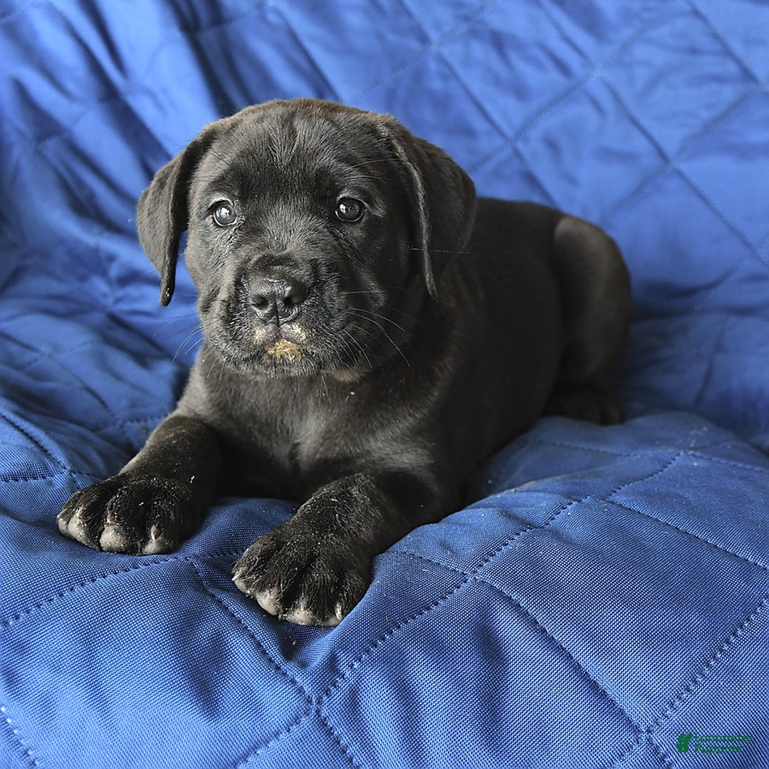 Cane Corso dogs for sale: Sage - Image 4