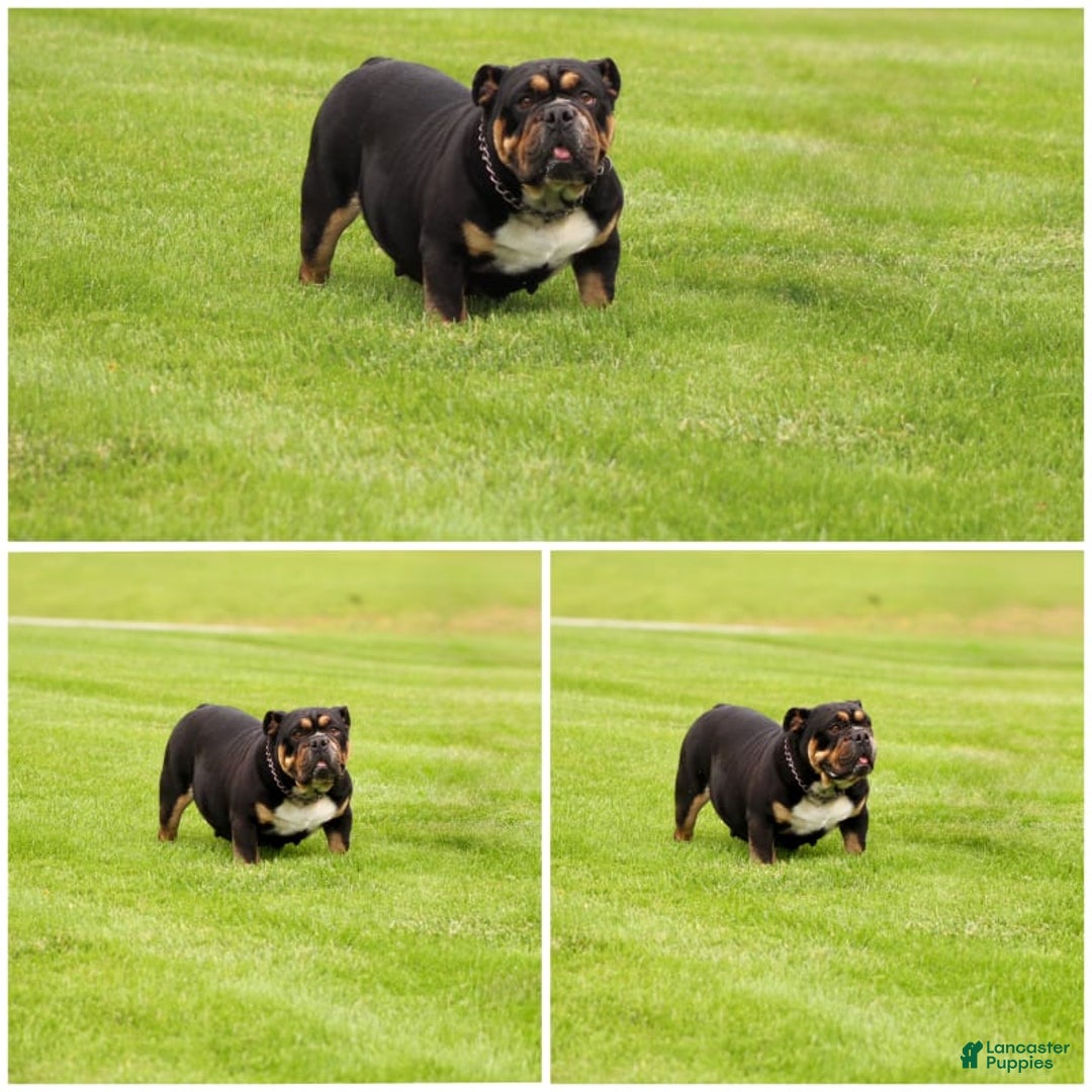 English Bulldog dogs for sale: Camille - Image 15
