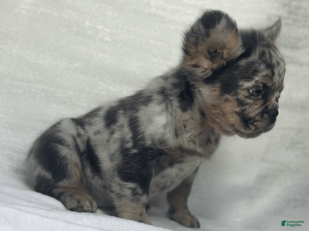 French Bulldog dogs for sale: cleo - Image 4
