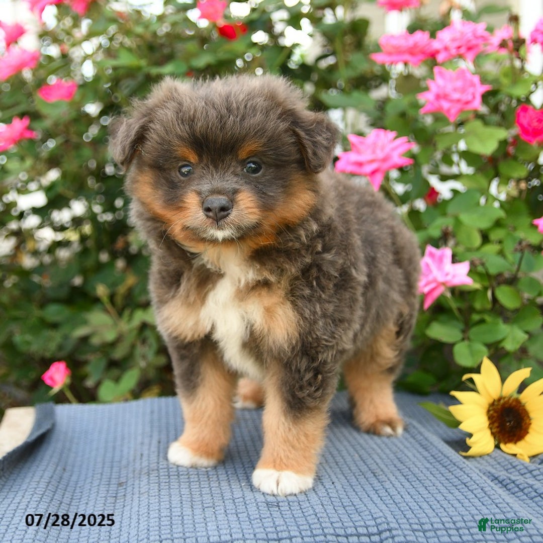 Smooth Fox Terrier dogs for sale: Oliver - Image 2