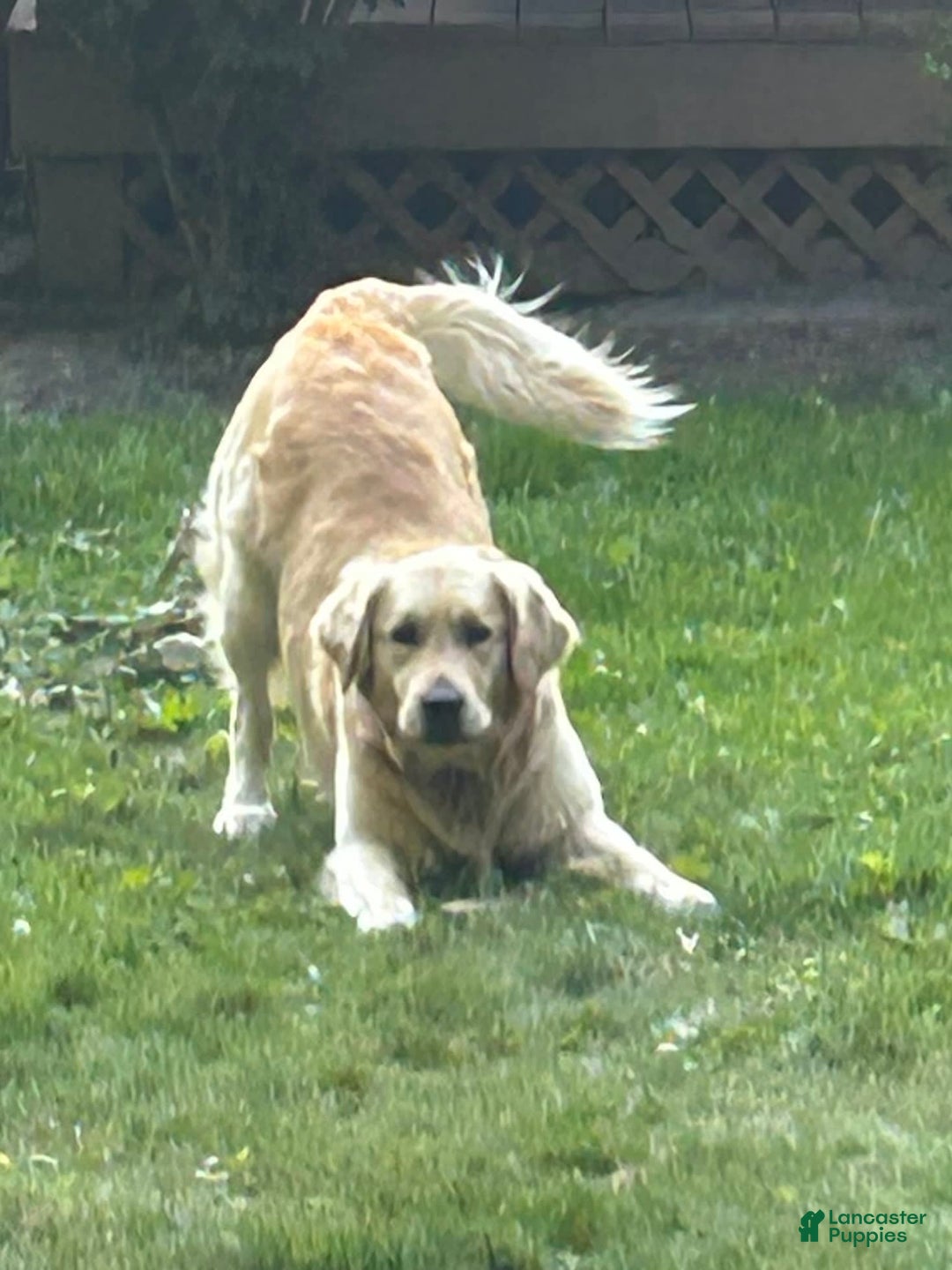 Goldendoodle dogs for sale: Pepper Jack - Image 8