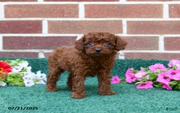 Miniature Poodle dogs for sale: London - Image 2