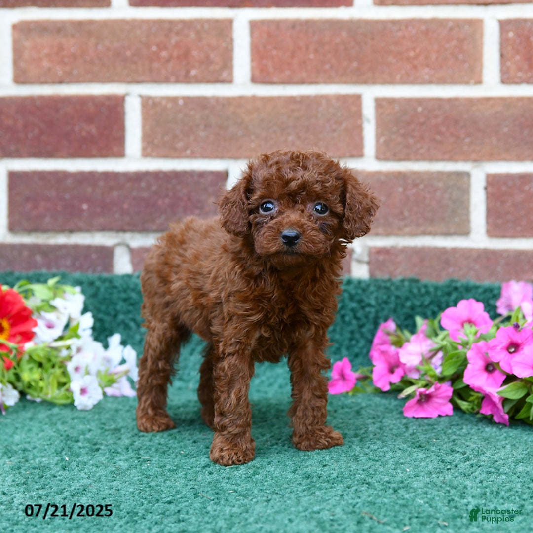 Miniature Poodle dogs for sale: London - Image 2