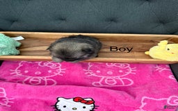 Pomeranian dogs for sale: Frankie - Image 3