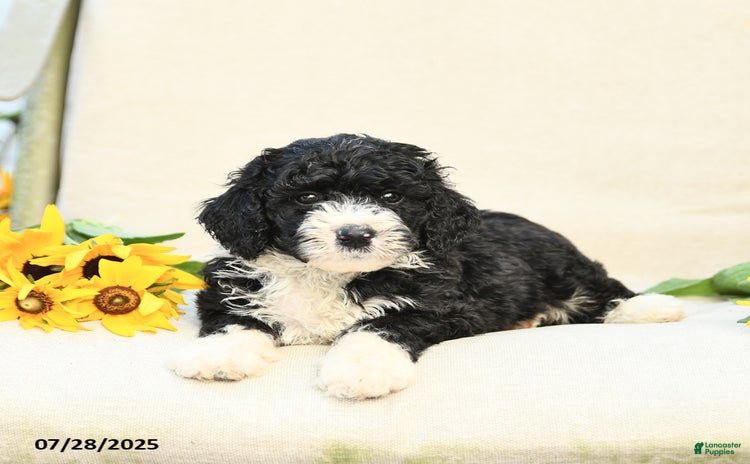 Bernedoodle dogs for sale - Ad 2