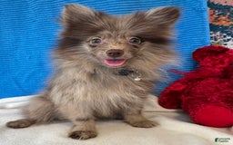 Pomeranian dogs for sale: Dusty - Image 4