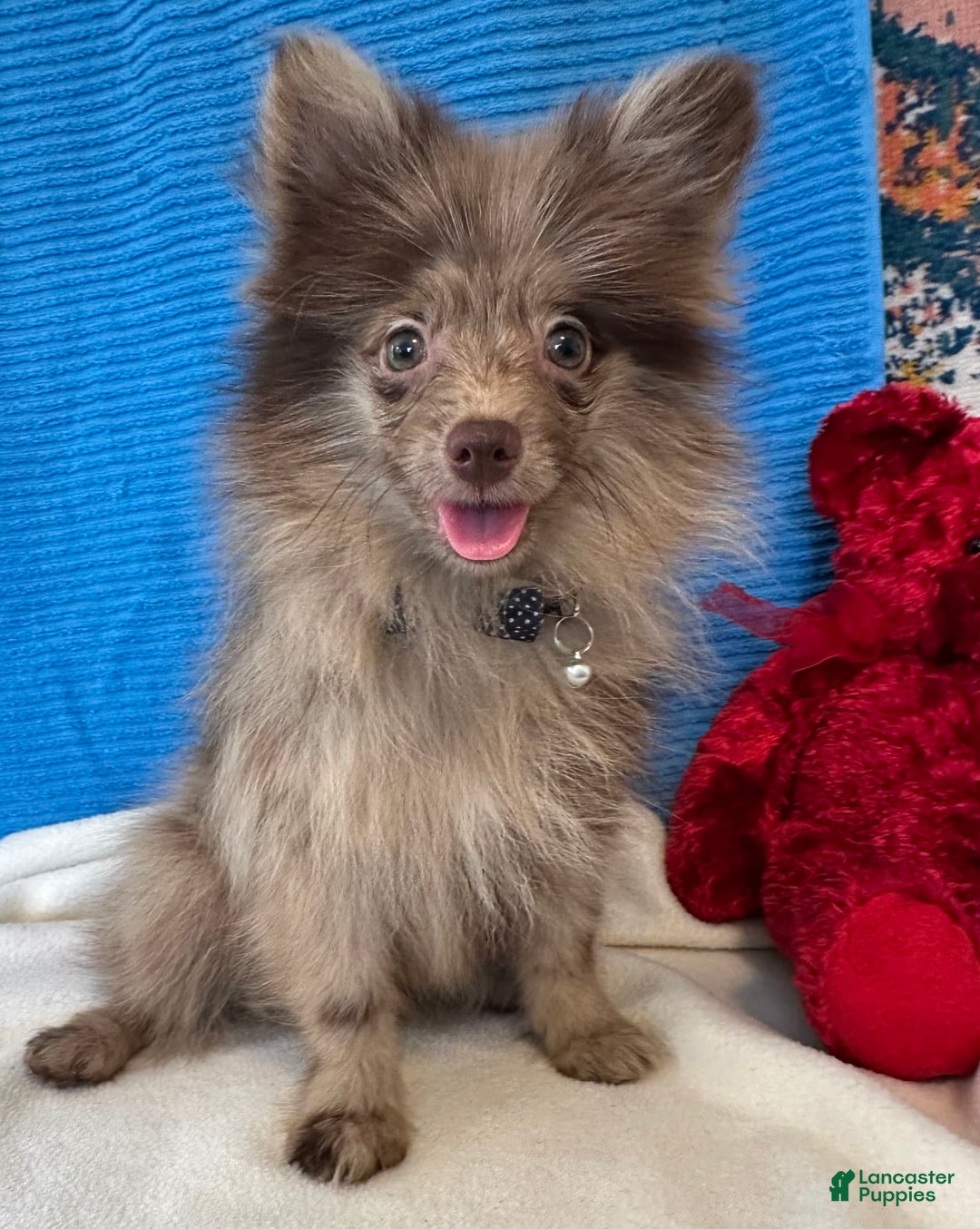 Pomeranian dogs for sale: Dusty - Image 4