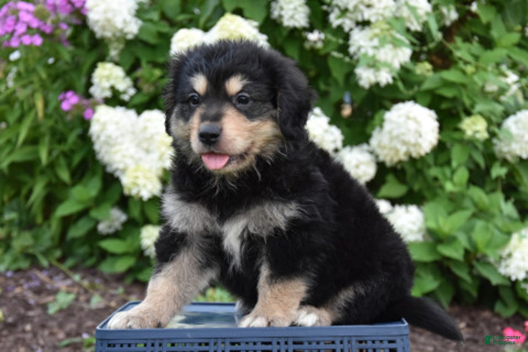 Miniature Bernese Mountain Dog dogs for sale: Tony - Image 1