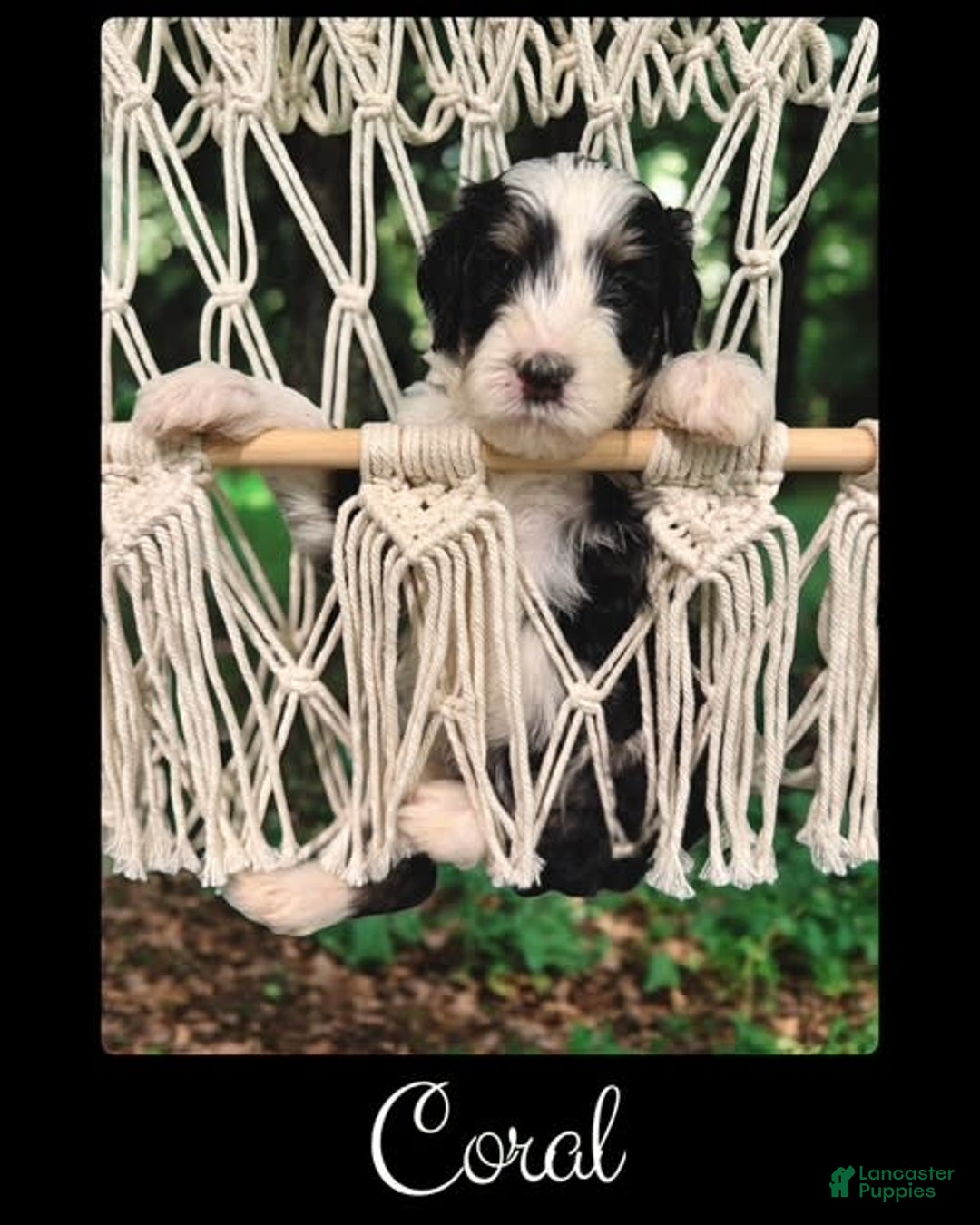 Bernedoodle dogs for sale: Coral - Image 2