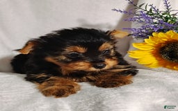 Yorkshire Terrier dogs for sale: Shep - Image 6