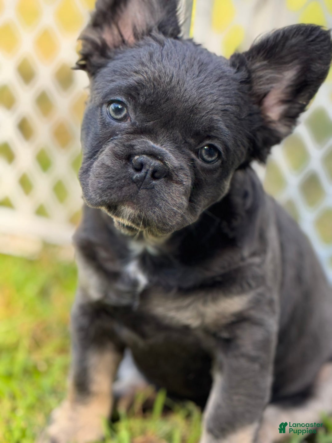 French Bulldog dogs for sale: Monica - Image 2