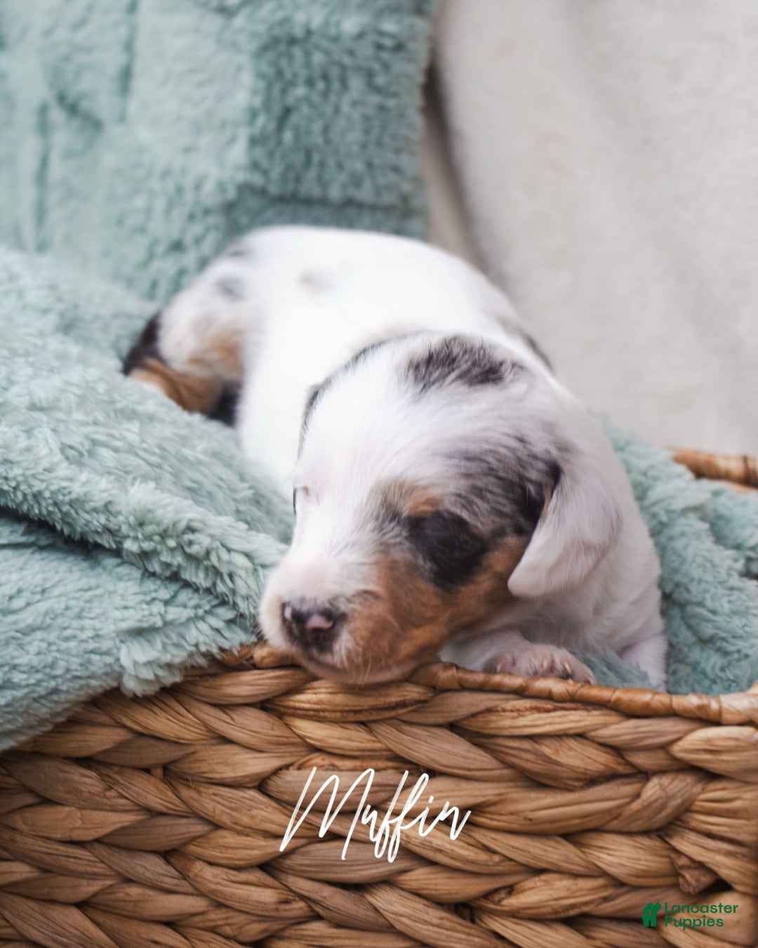 Doxiepoo dogs for sale: Muffin - Image 4