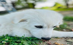 Maremma Sheepdog dogs for sale: Daisy - Image 7