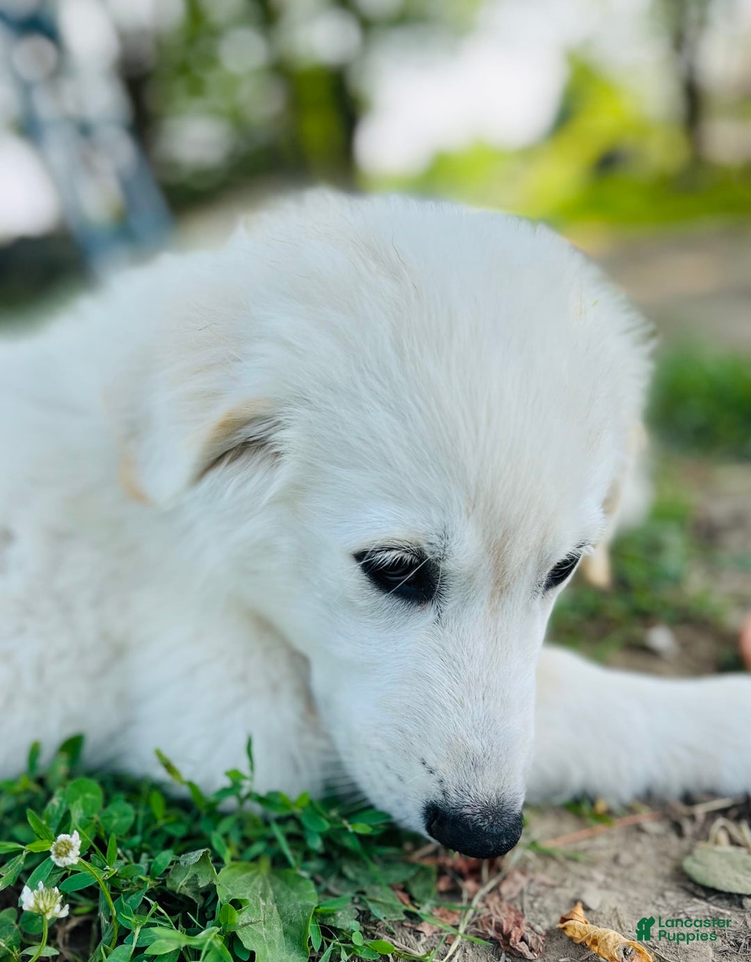 Maremma Sheepdog dogs for sale: Daisy - Image 7