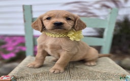 Golden Retriever dogs for sale: Sophie - Image 5