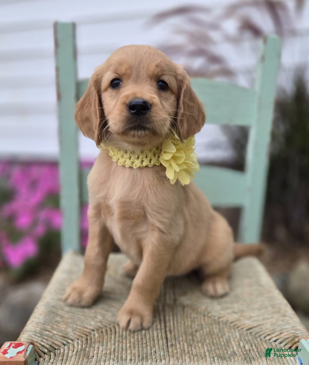 Golden Retriever dogs for sale: Sophie - Image 5