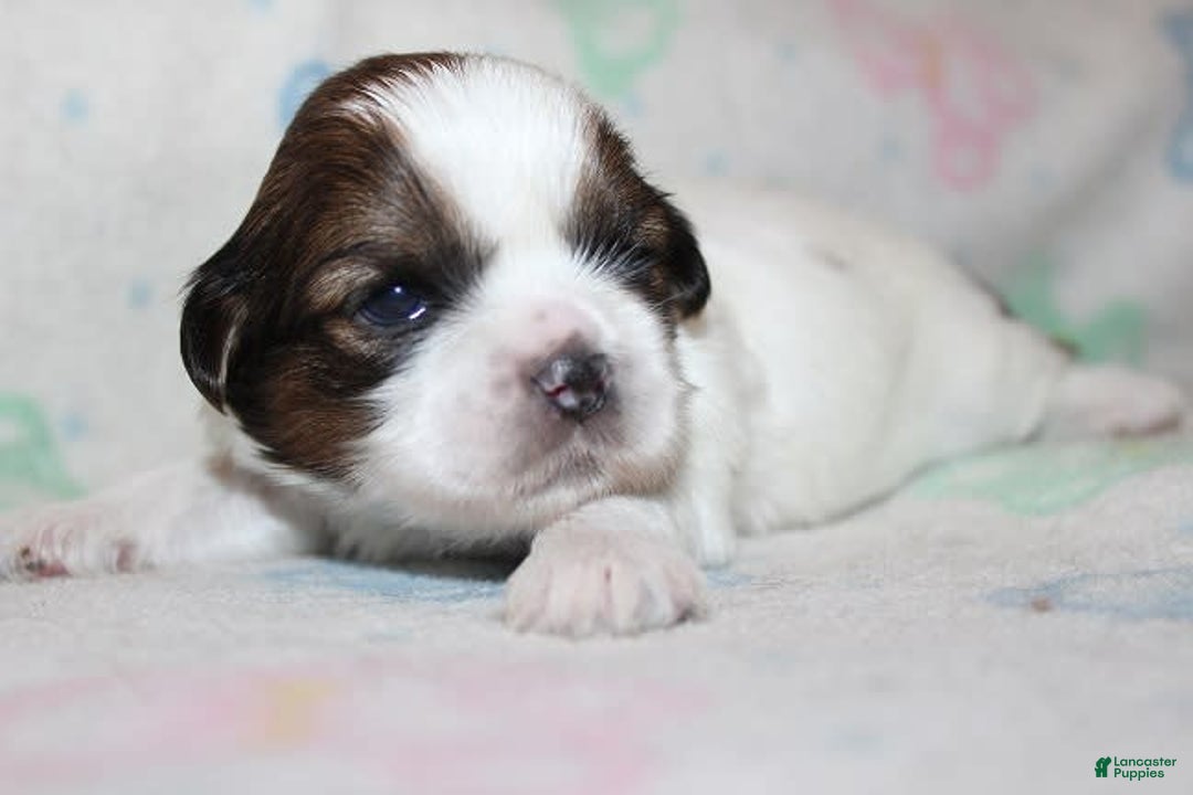 Shih Tzu dogs for sale: Anya Boy 4 - Image 4