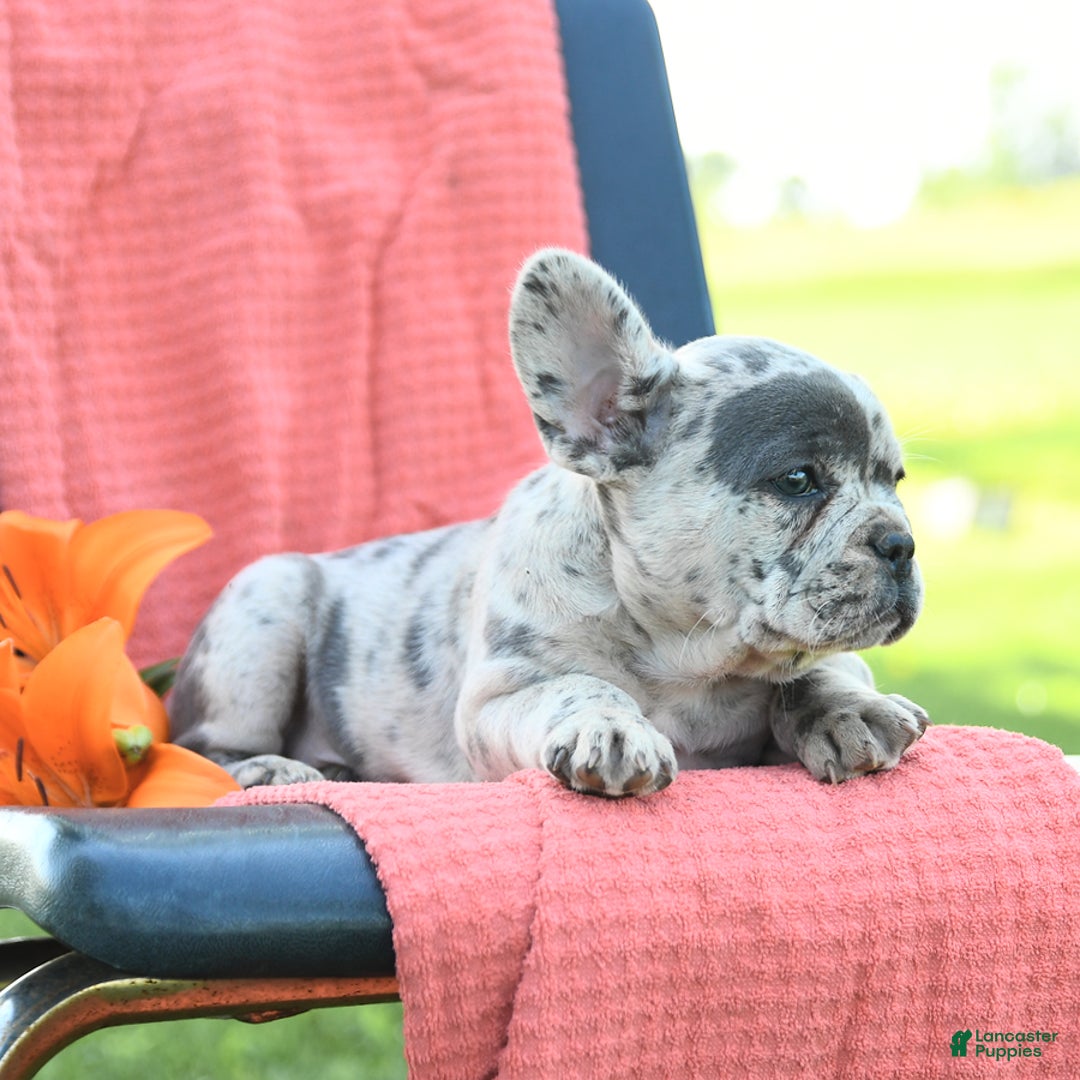 French Bulldog dogs for sale: Jemma - Image 10