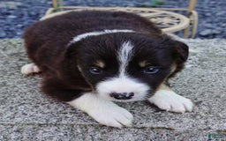 Border Collie dogs for sale: Aaron - Image 1
