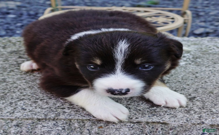 Border Collie dogs for sale - Ad 4