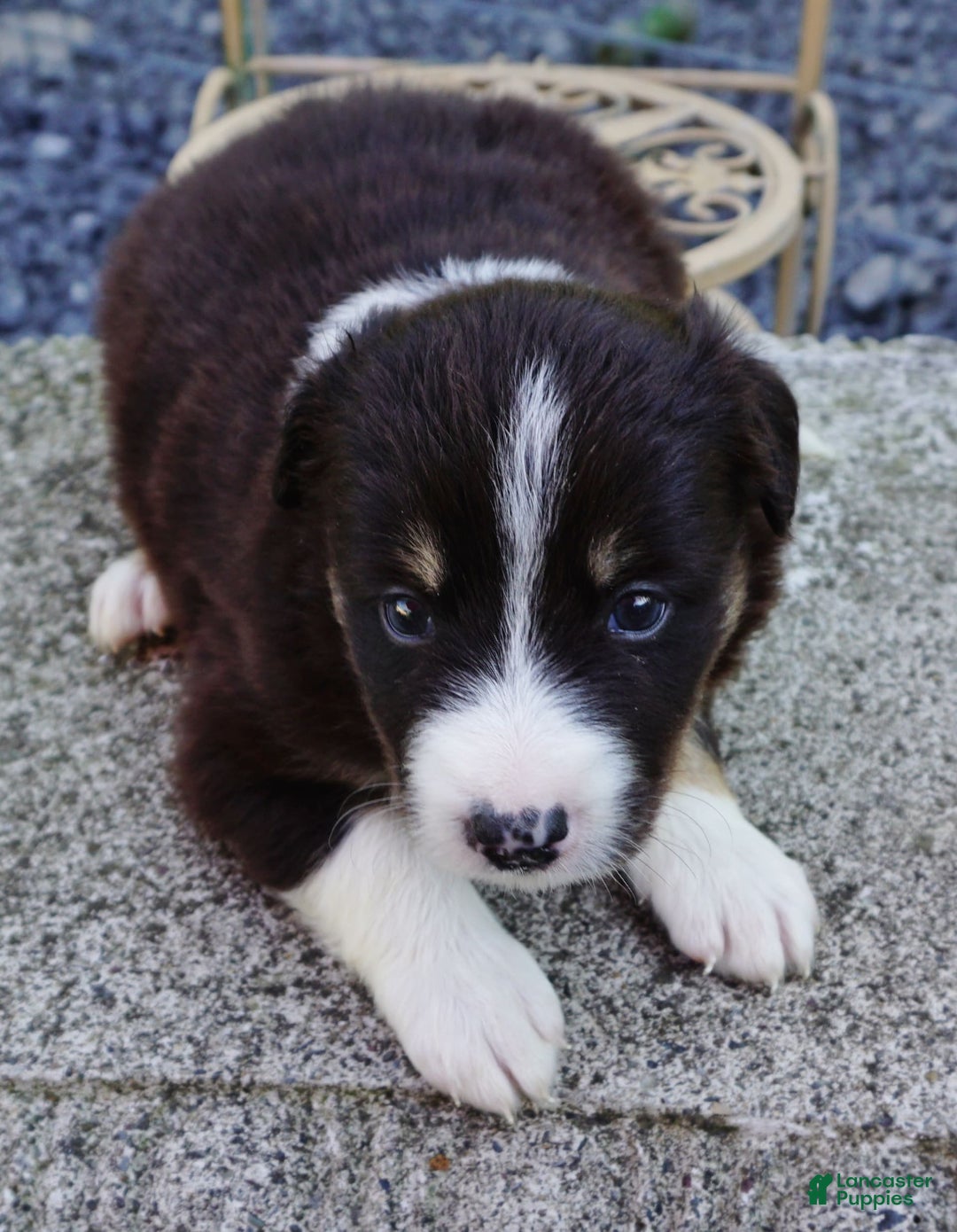 Border Collie dogs for sale: Aaron - Image 1