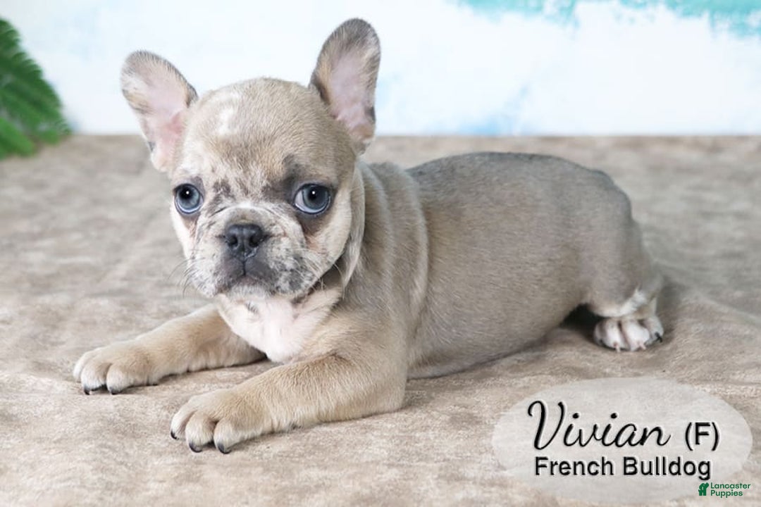 French Bulldog dogs for sale: Vivian - Image 2