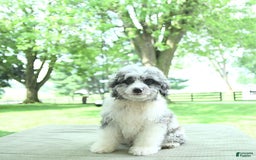 Mini Aussiedoodle dogs for sale: Atlas - Image 5