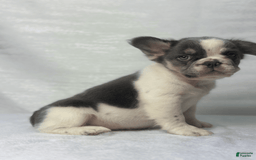 French Bulldog dogs for sale: ghost - Image 7