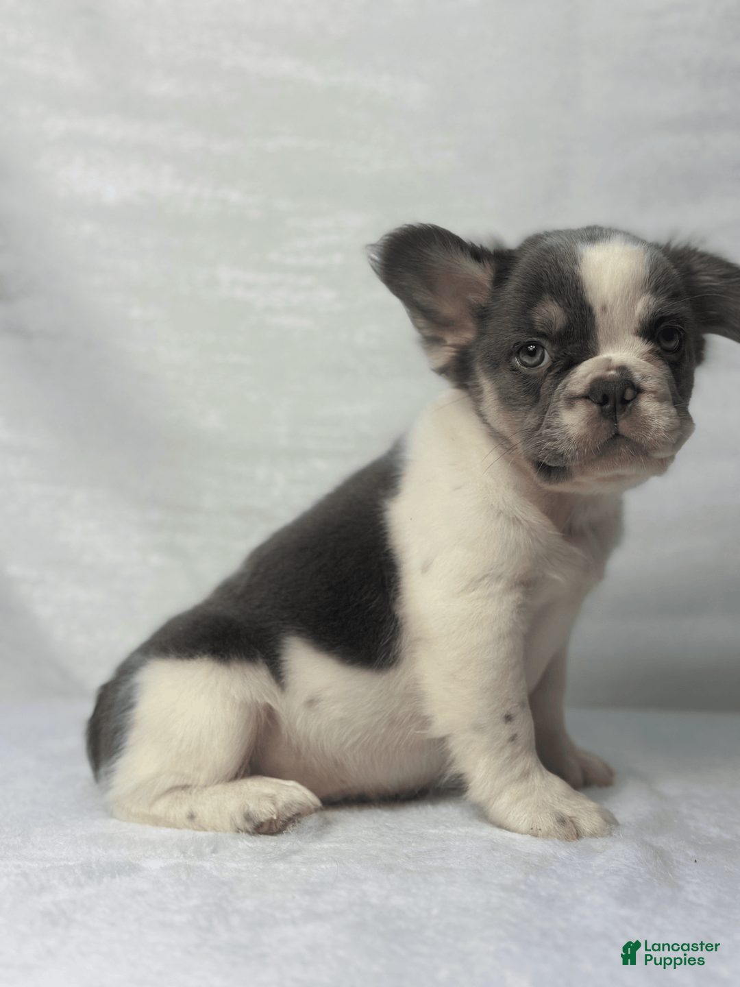 French Bulldog dogs for sale: ghost - Image 7