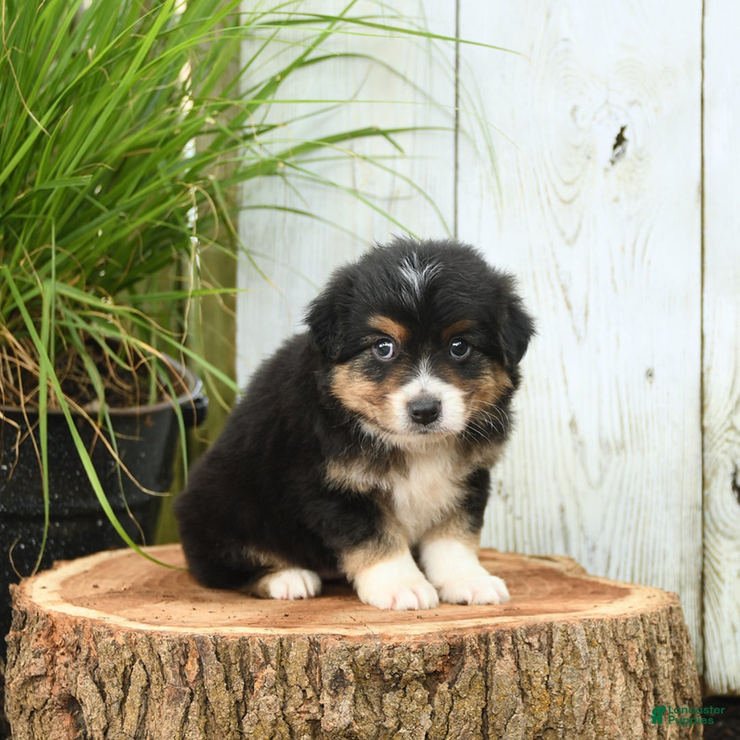 Miniature Australian Shepherd dogs for sale: Harry - Image 10