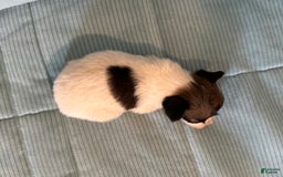 Papillon dogs for sale: Coras Male - Image 3