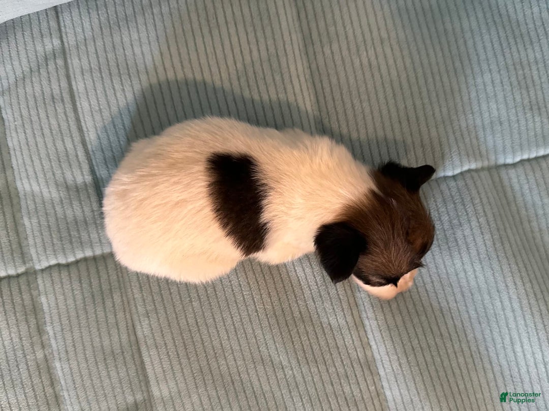 Papillon dogs for sale: Coras Male - Image 3