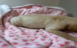 Goldador dogs for sale: Nicky - Image 4