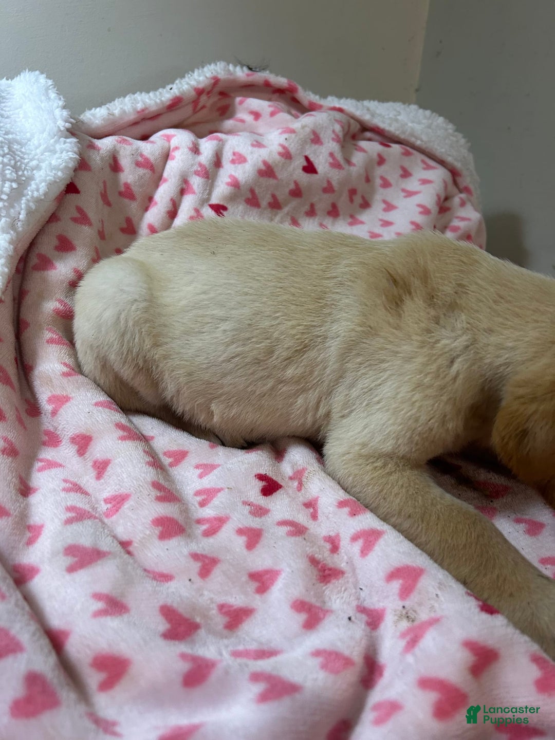 Goldador dogs for sale: Nicky - Image 4