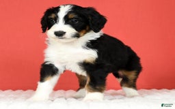 Bernedoodle dogs for sale: Lola - Image 18