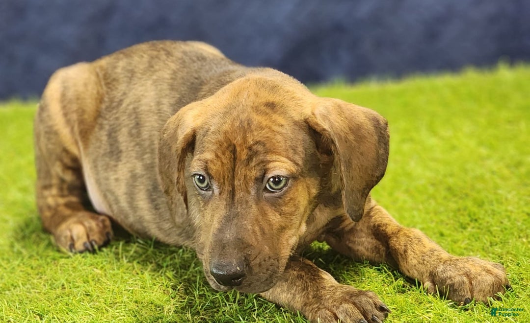 Catahoula Leopard Dog dogs for sale: Diamond 2025 M1 - Image 10