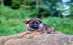 German Shepherd dogs for sale: Kaja - Image 17