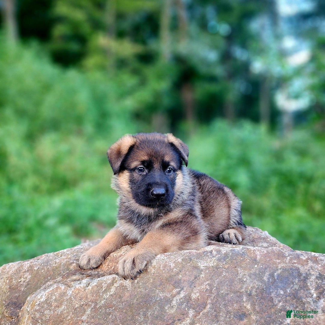 German Shepherd dogs for sale: Kaja - Image 17