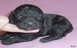 Yorkiepoo dogs for sale: Pepper - Image 14