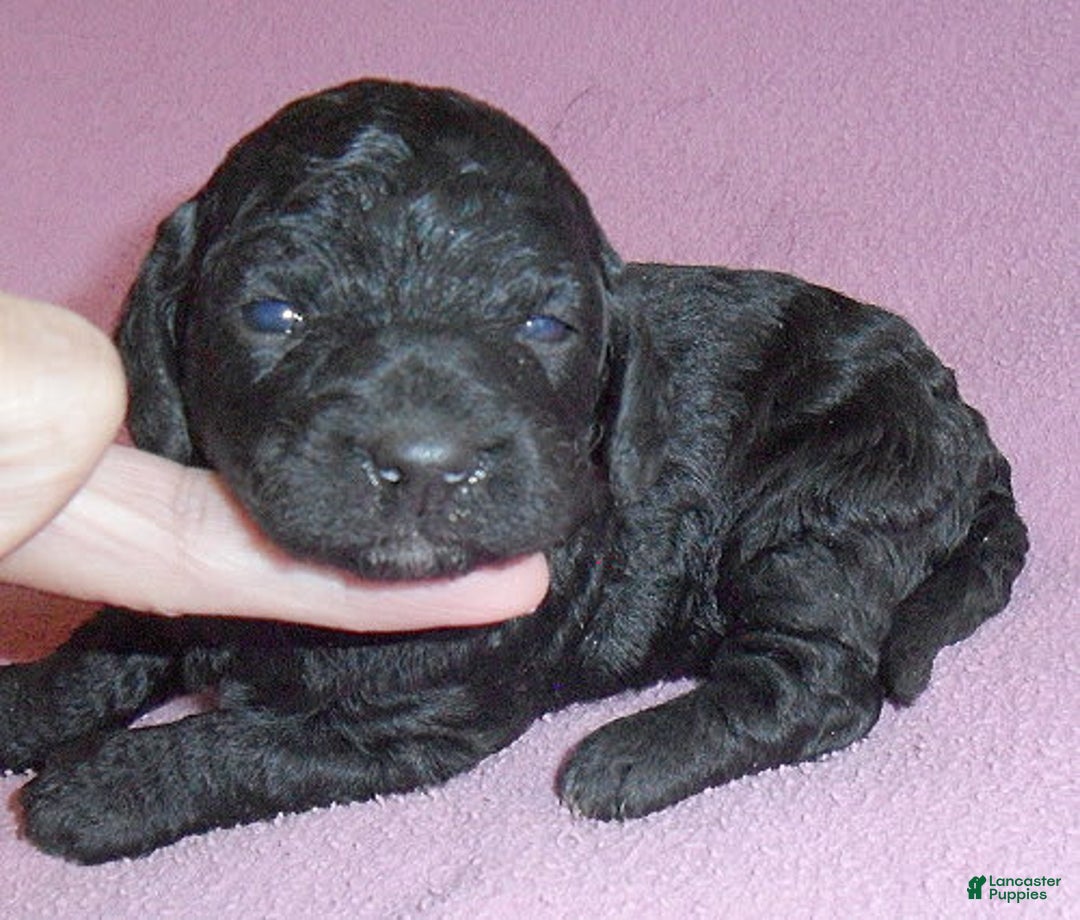 Yorkiepoo dogs for sale: Pepper - Image 14