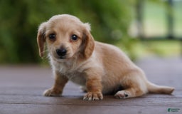 Miniature Dachshund dogs for sale: Goldilocks - Image 7