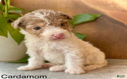Mini Aussiedoodle dogs for sale: Cardamom - Image 4