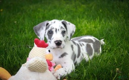 Great Dane dogs for sale: Electra - Image 10