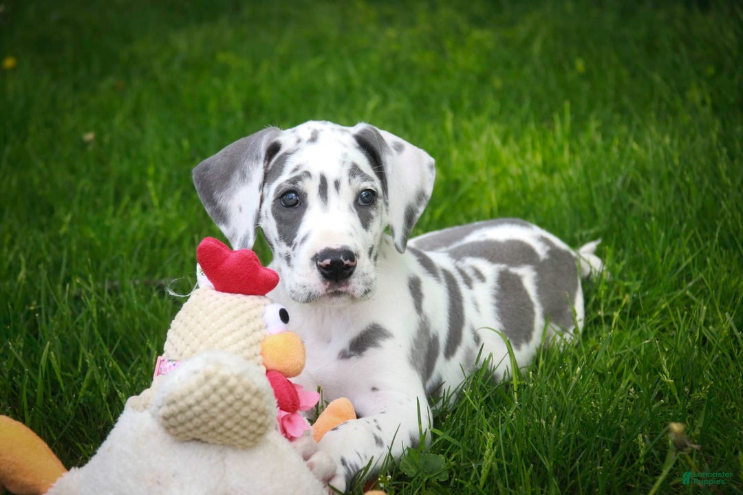 Great Dane dogs for sale: Electra - Image 10
