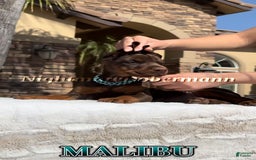 Doberman Pinscher dogs for sale: Malibu - Image 21