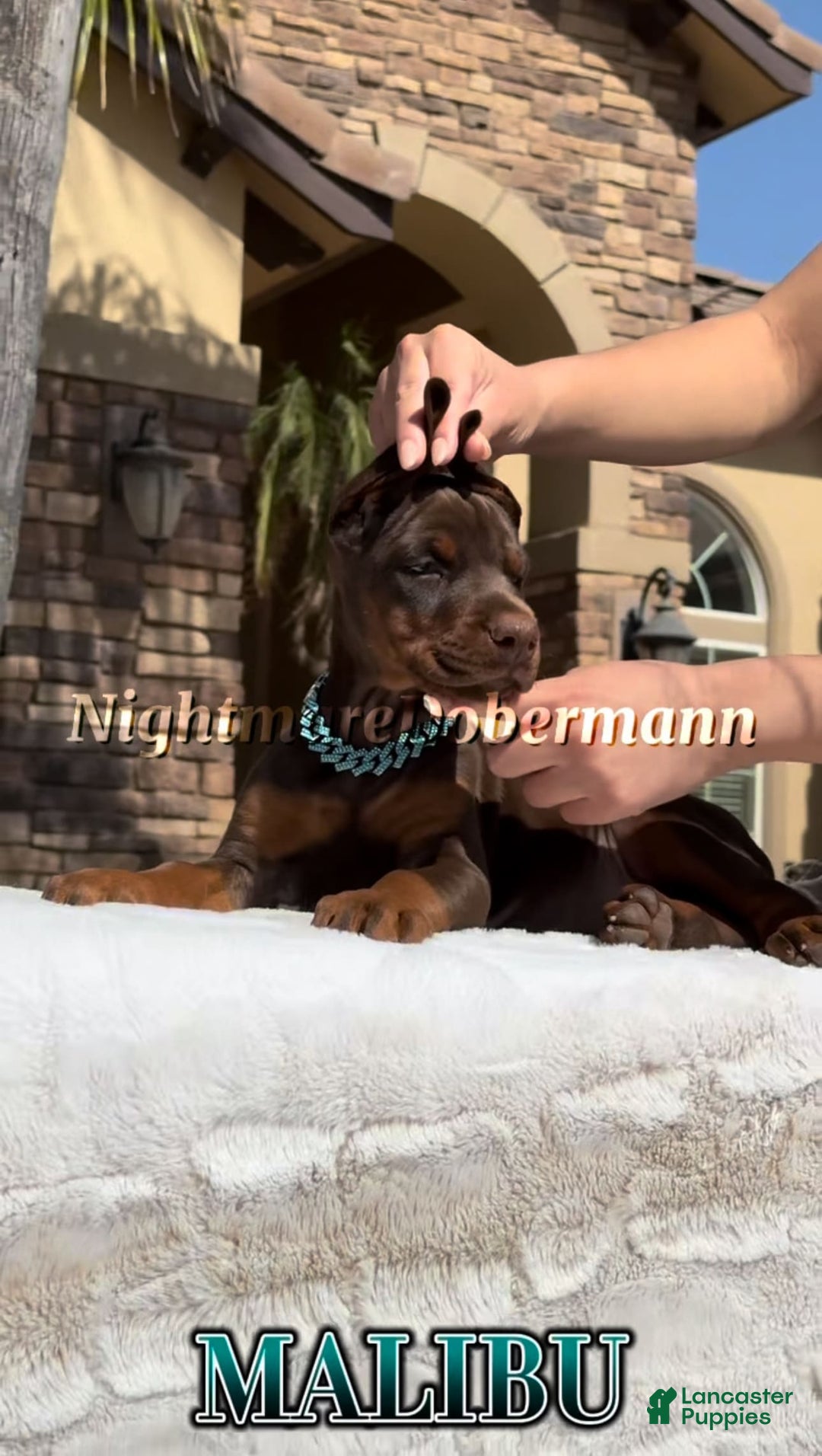 Doberman Pinscher dogs for sale: Malibu - Image 21